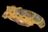 Fossil Mud Lobster (Thalassina) - Australia #141039-2